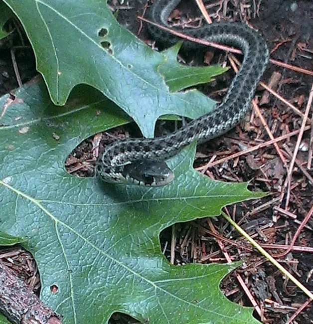 there is a small snake sitting on top of leaves