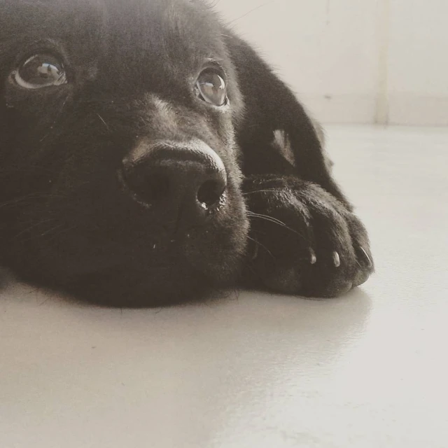 a black dog with blue eyes laying on the floor