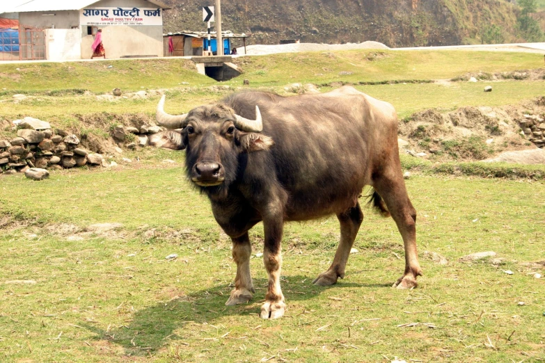 a cow walking across a lush green field