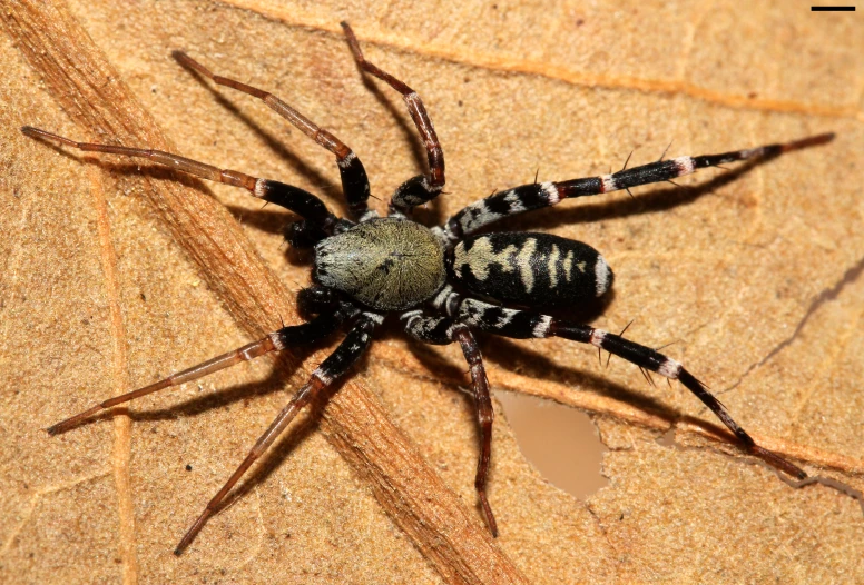 the black and white spider sits on its prey