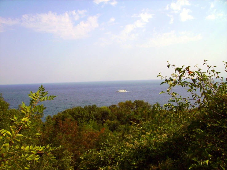 a boat in the ocean behind some vegetation