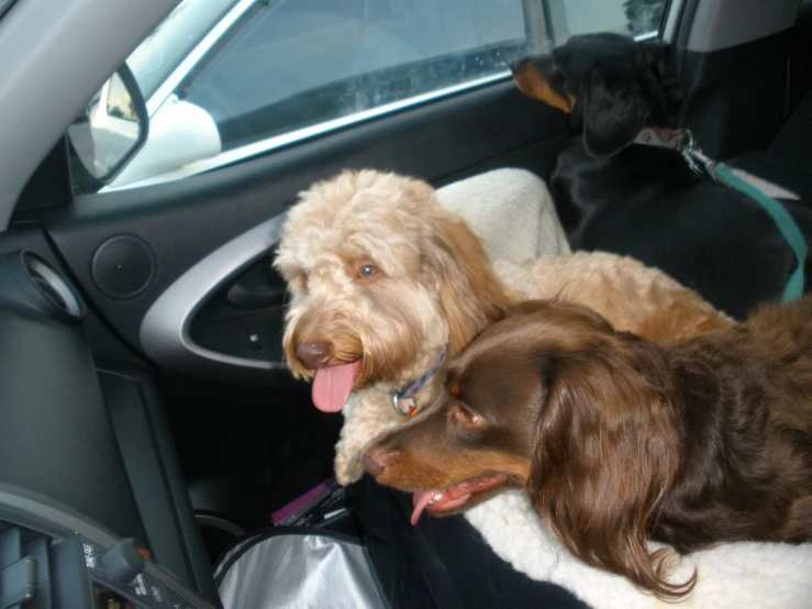 two dogs in the front seat of a car