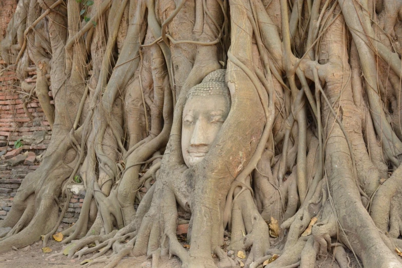 there is a head carved in the tree roots