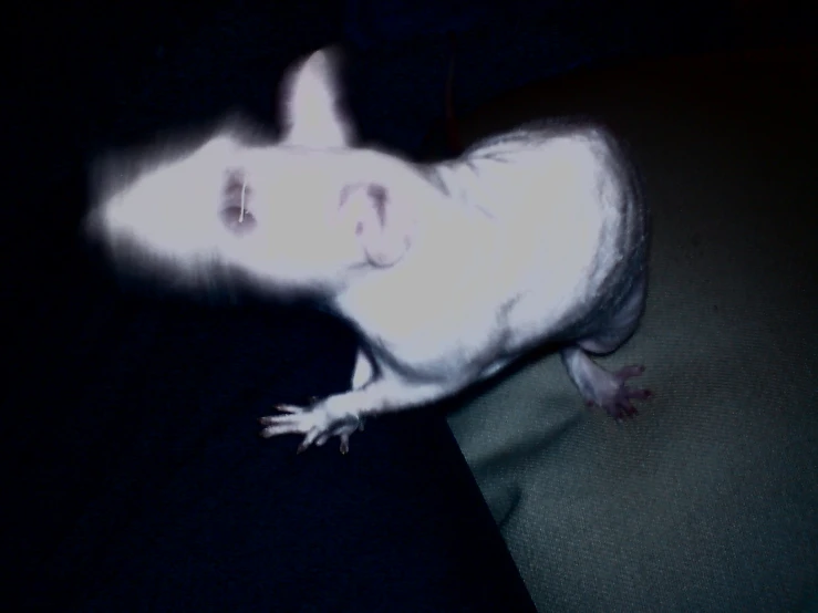 small white animal sitting on a sofa in the dark