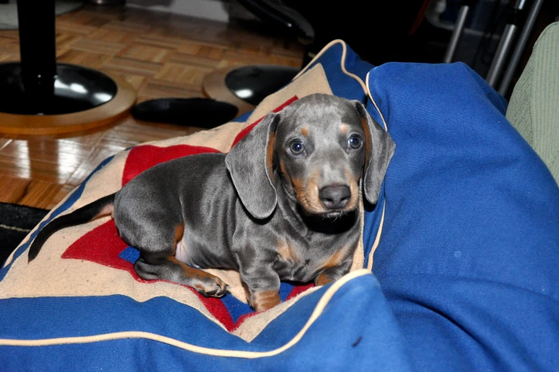 a brown and black dog sits on a blanket