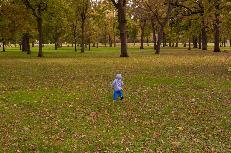 a little boy standing in a park looking at leaves