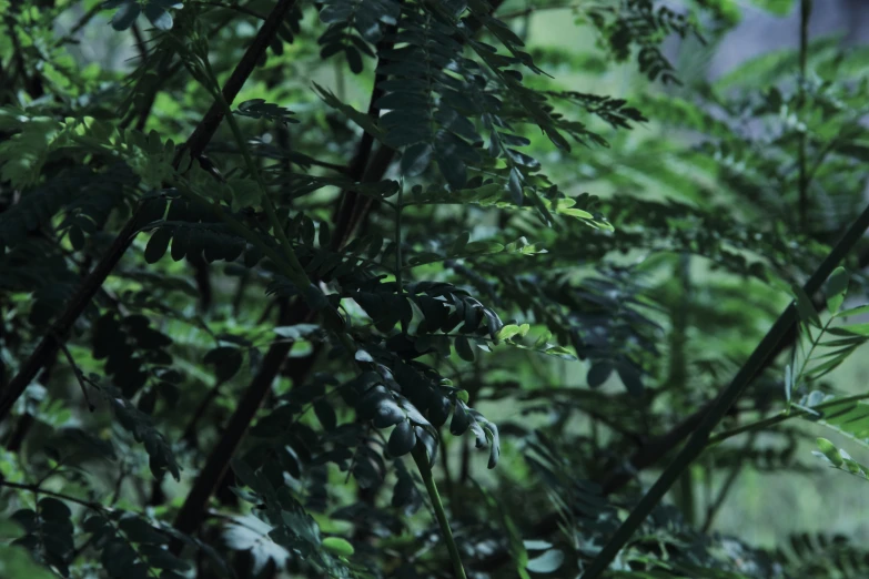 a very close up s of some plants