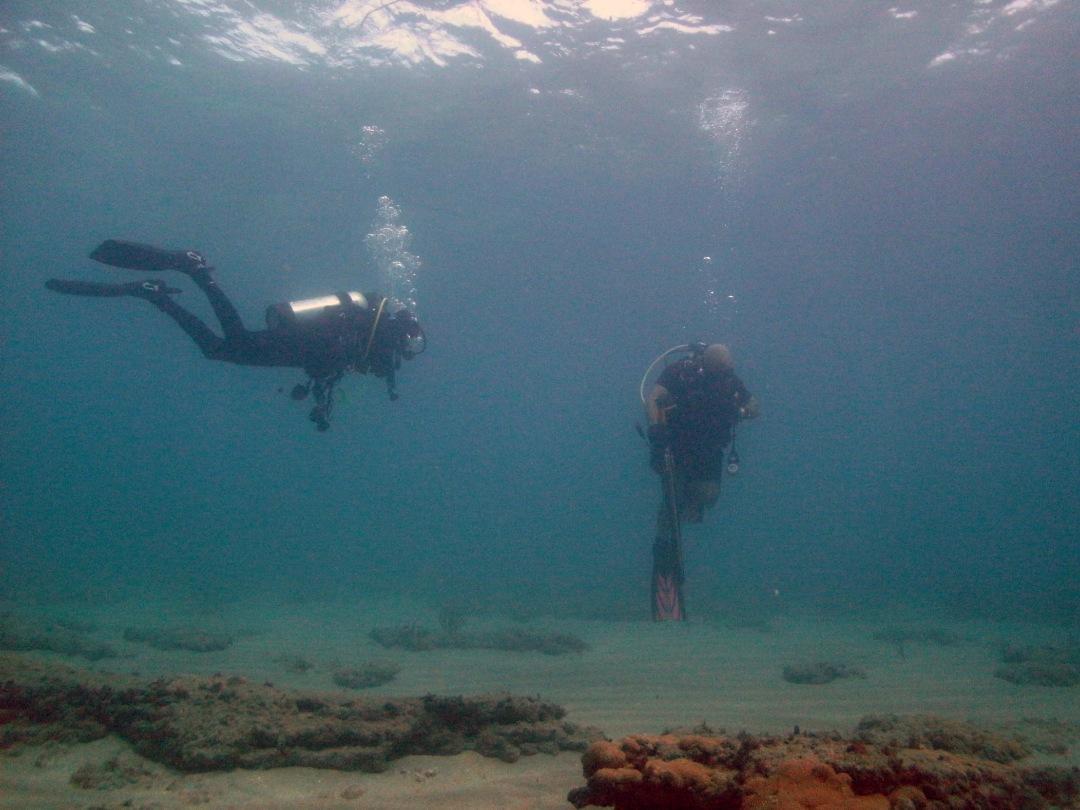 two scuba divers exploring corals on the ocean floor