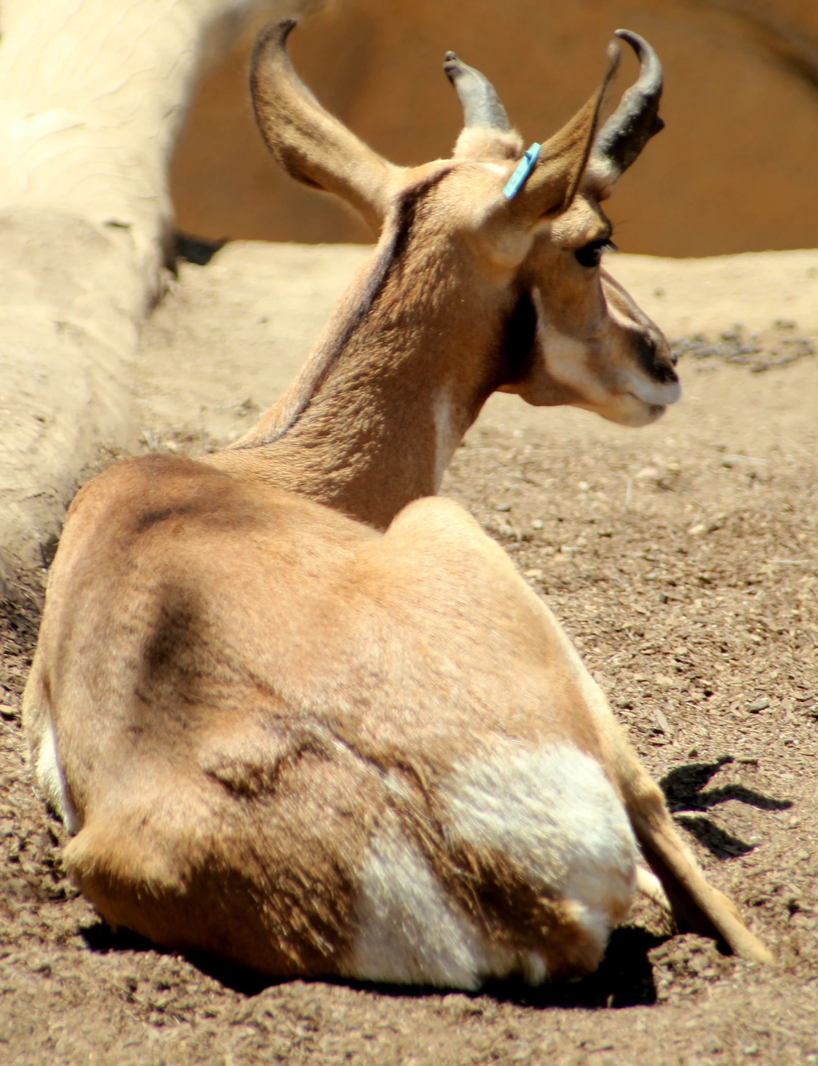 an antelope is looking out into the distance