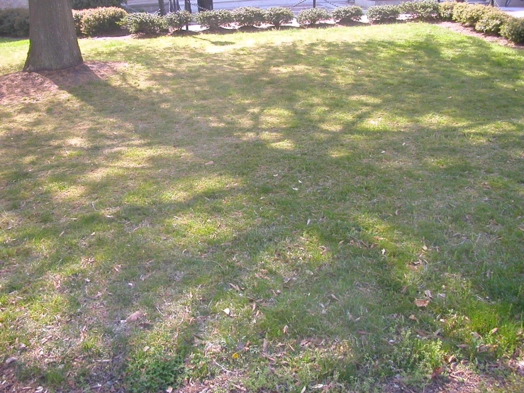 a field with a fire hydrant, a tree and some bushes