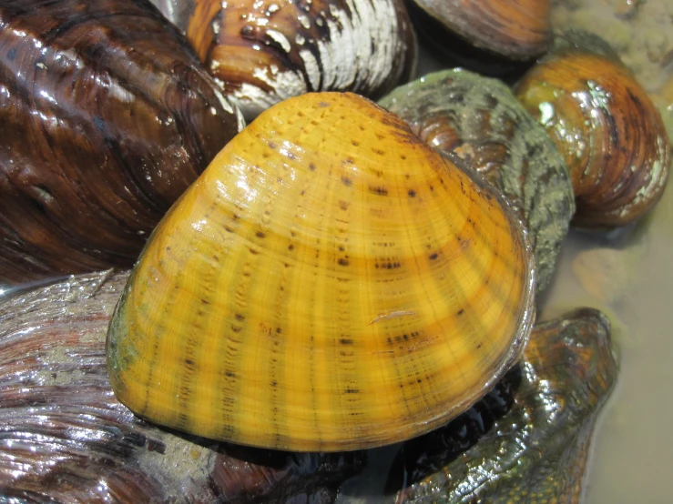 many different shells arranged in an arrangement