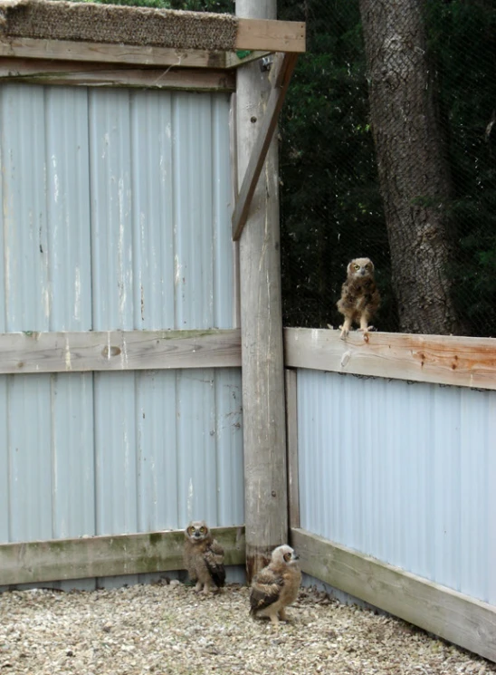 a small bird sits on the edge of the fence as two smaller ones are standing nearby