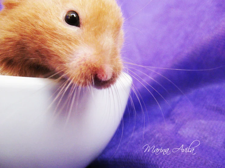 the hamster is eating out of the cup