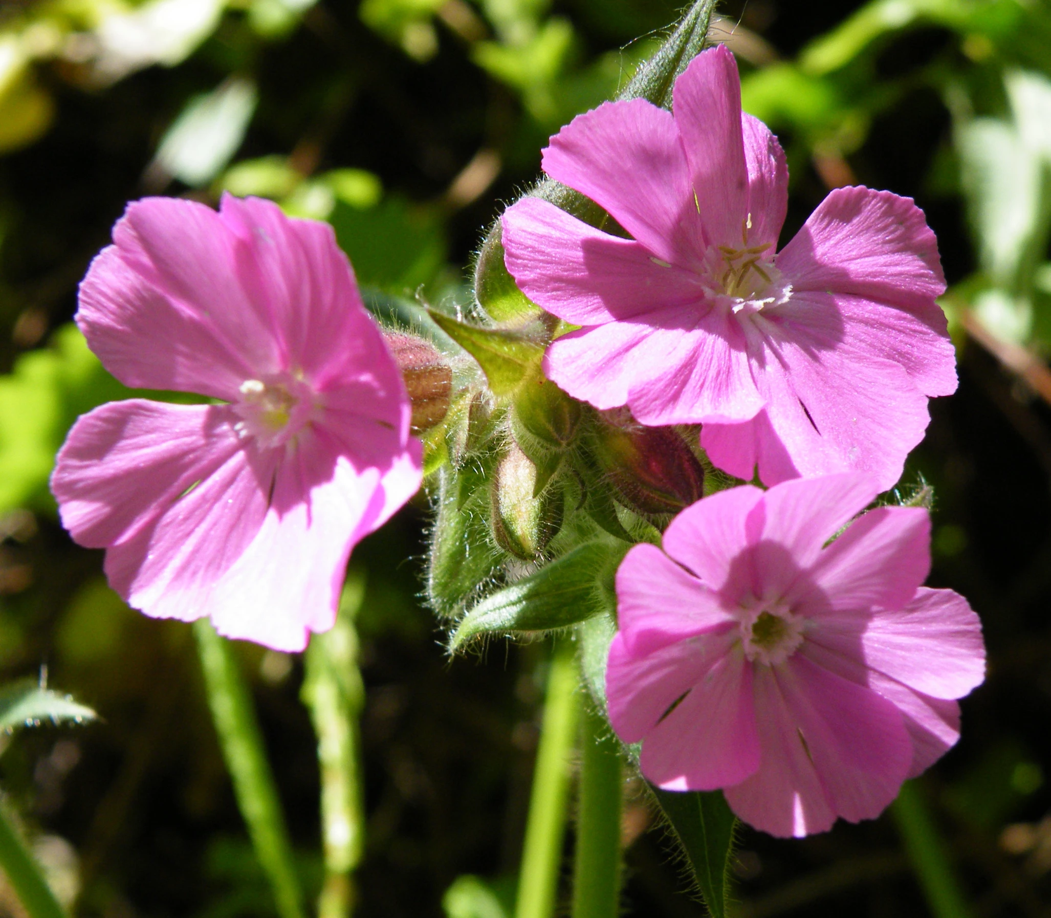 closeup of pink flowers that have green stems