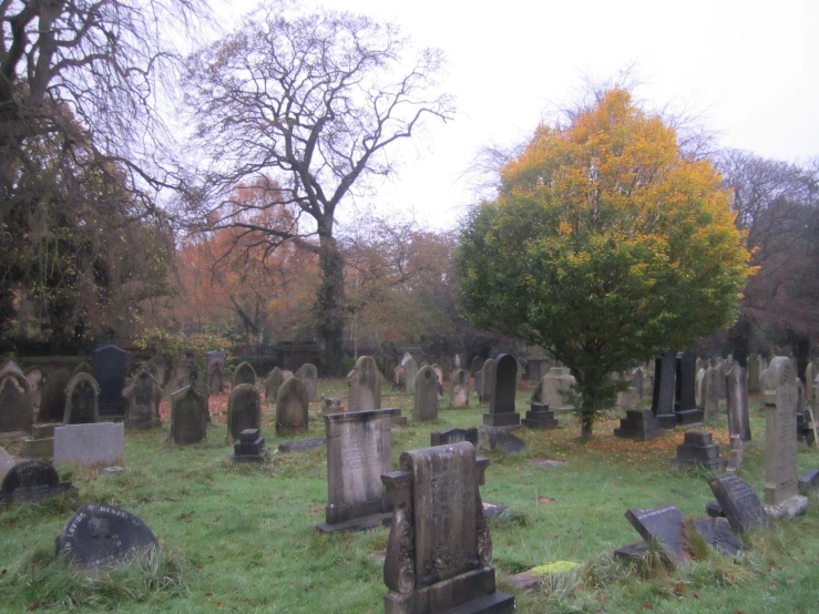 a tree and many headstones in a cemetery