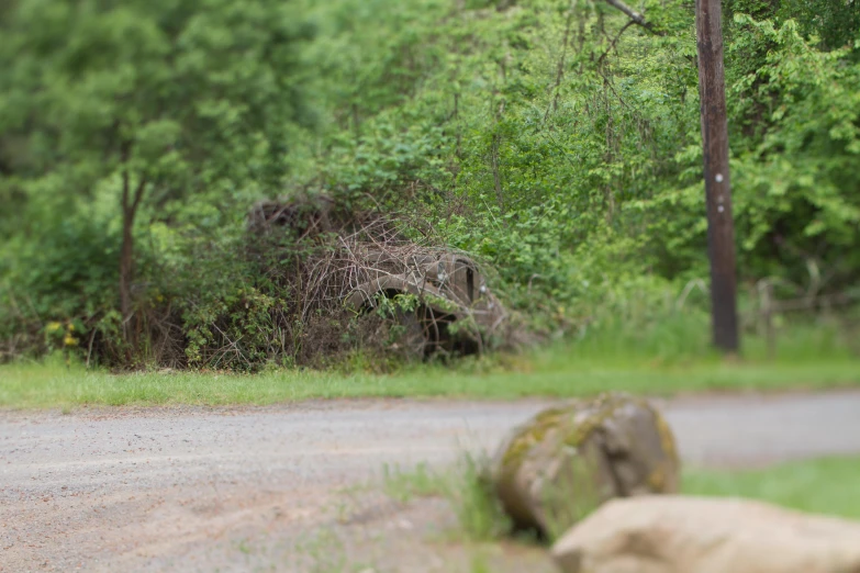 a bear standing by the side of the road in the woods