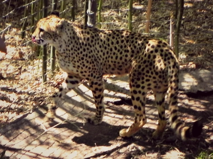 a cheetah standing on a dirt path in the forest