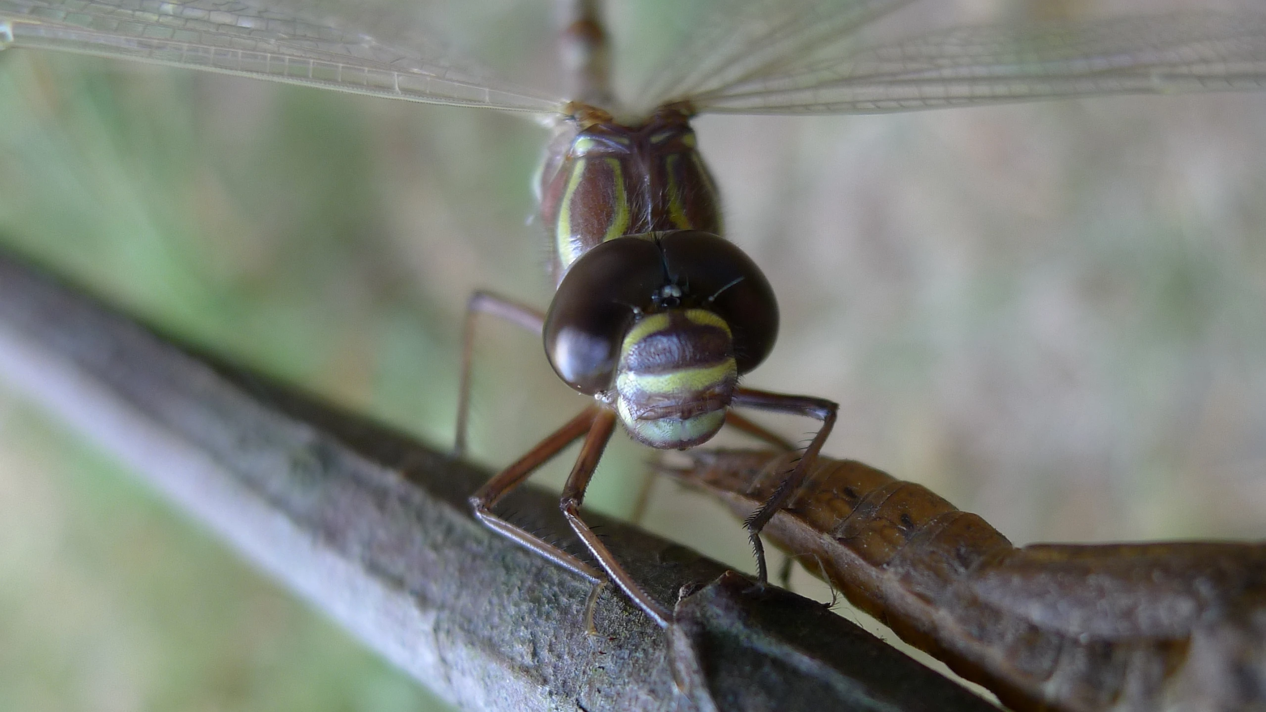 close up po of an insect on the twig