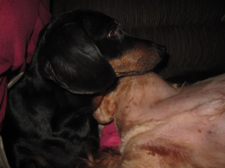 dog resting in back of couch with blanket and furniture