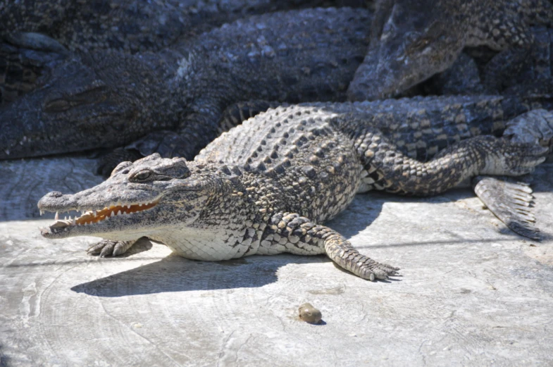 a crocodile laying on the ground with his teeth out