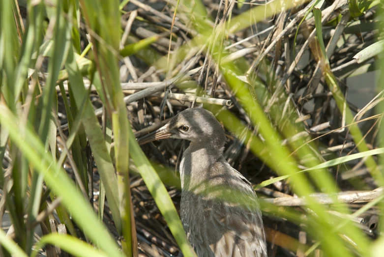 the bird is sitting in the tall green grass