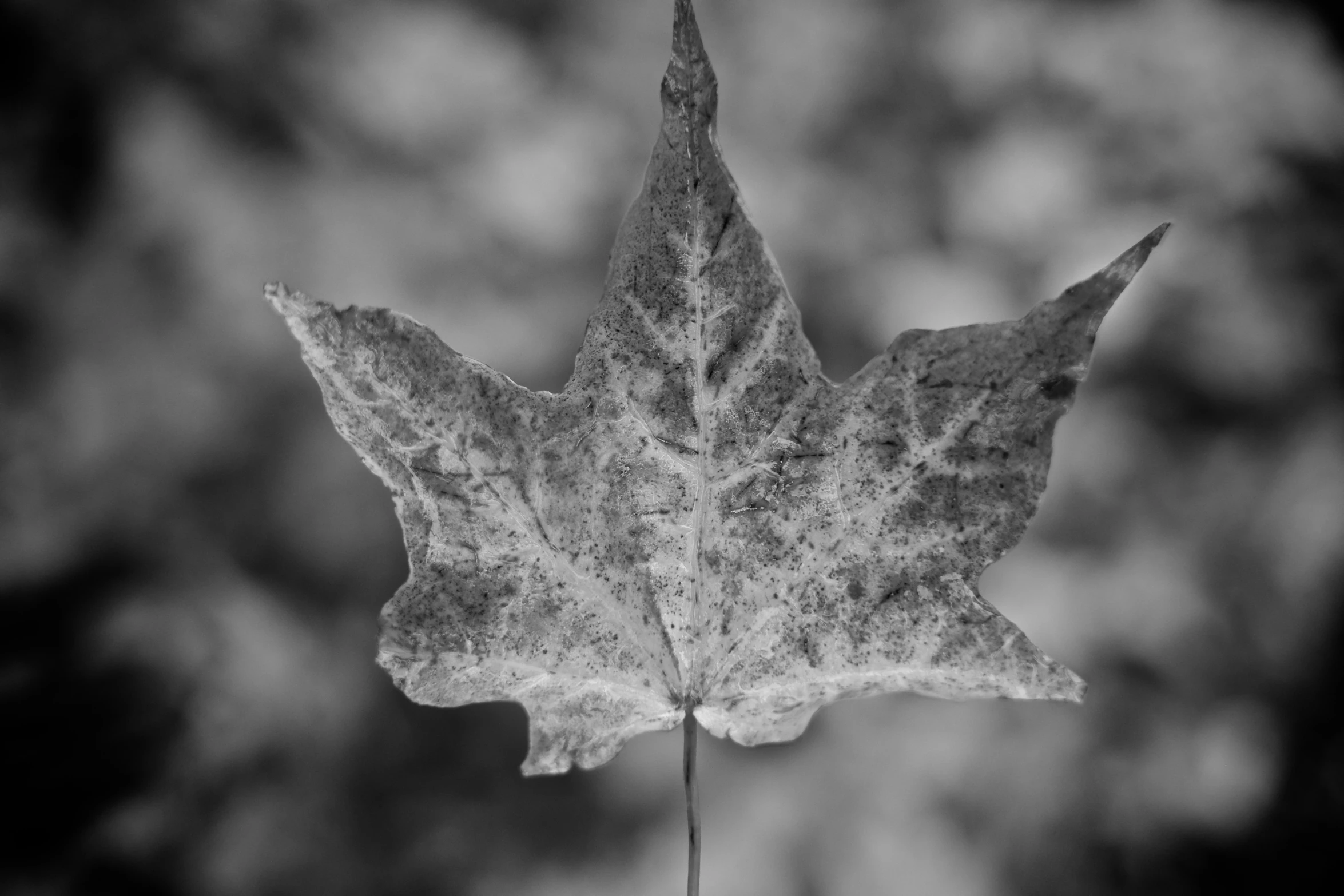 a leaf that is sitting on a tree