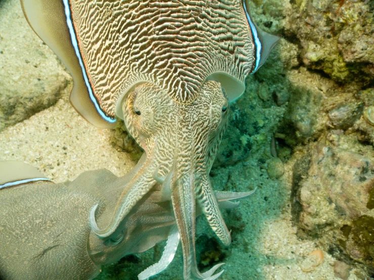 an underwater octo is on the beach by the rocks