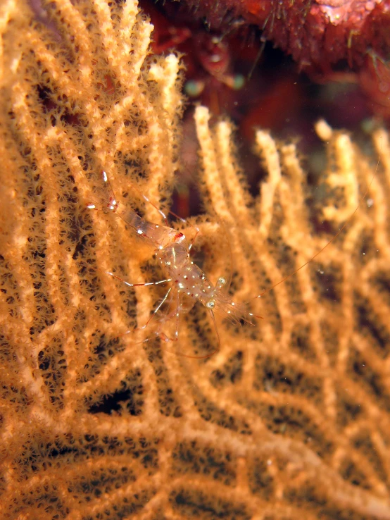 a close up of some very strange looking coral