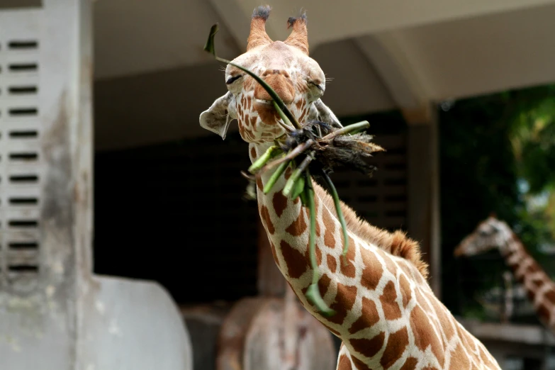 a giraffe with its head in a wire hanging