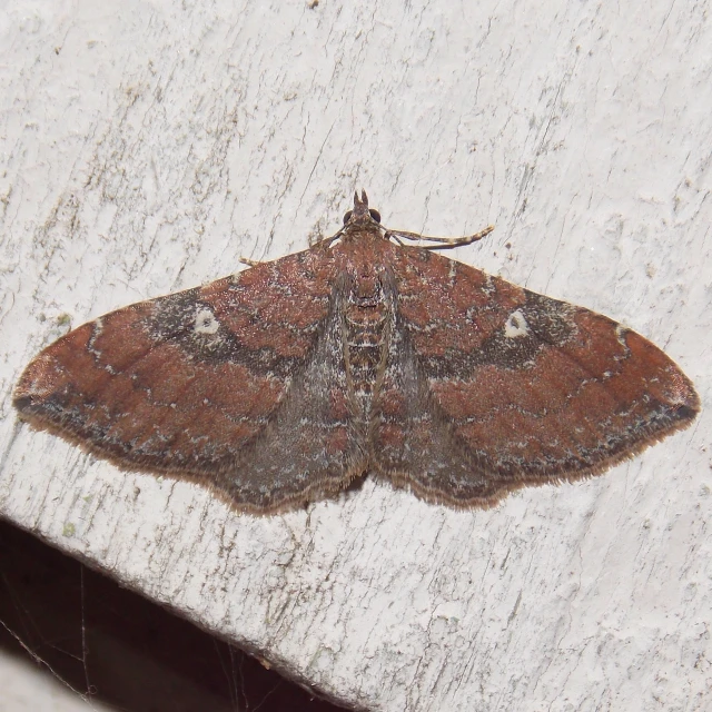 large moth sitting on the surface of a white wooden table