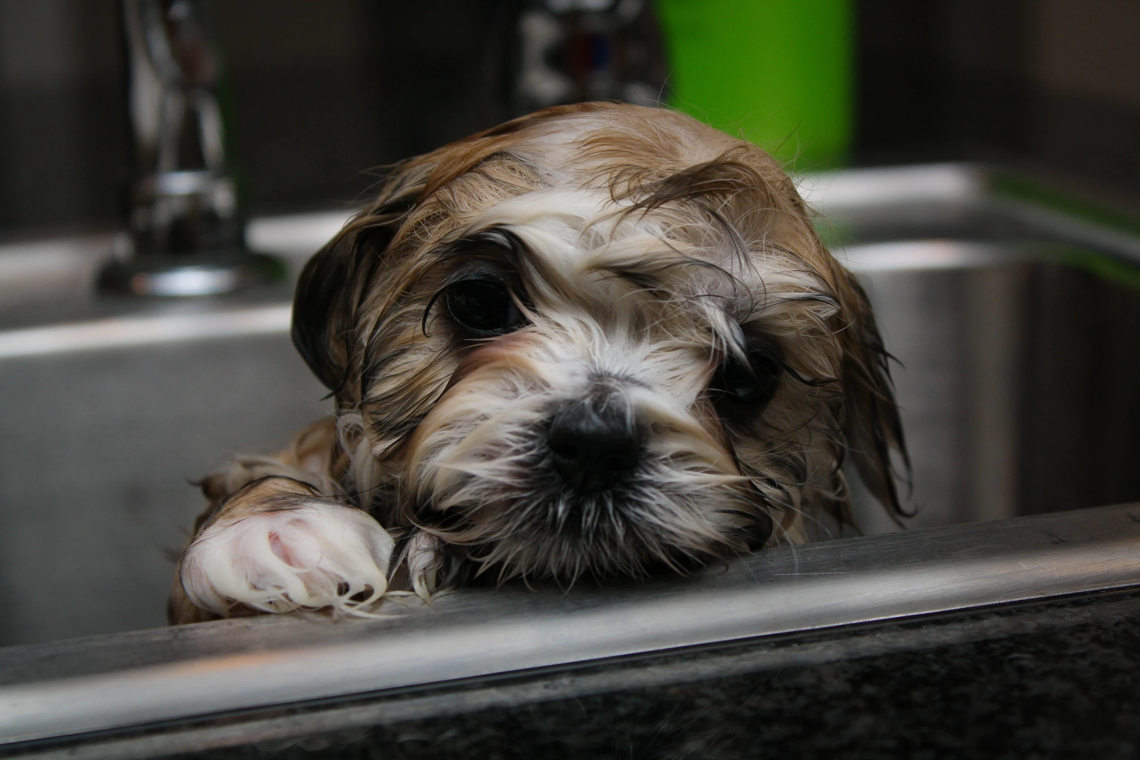 a dog has his head tucked into the sink