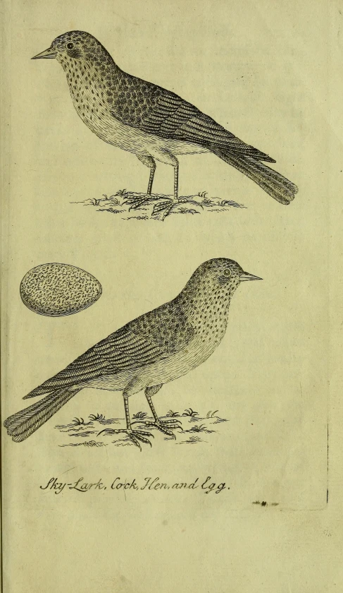 two birds are sitting on the ground near a rock