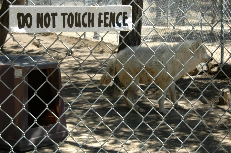 this is an image of two animals behind fence