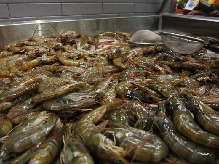 a large amount of shrimp are being cleaned by a silver bucket