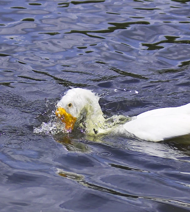 duckling about to catch fish in the water