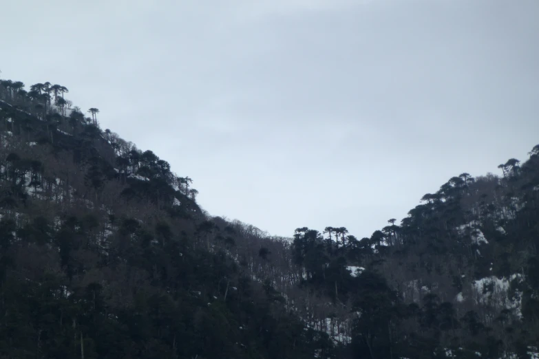 a large hill with some trees growing on the top