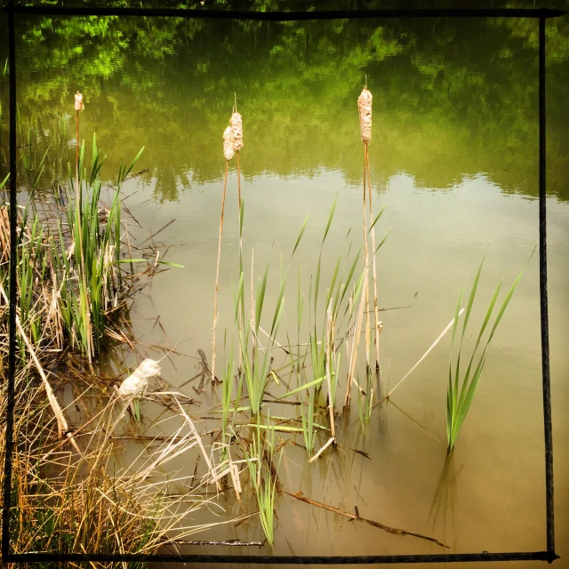 some plants in the water by the shore