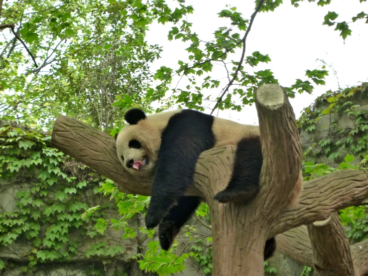 a panda bear on a tree nch in a zoo