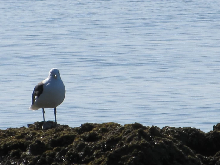 a seagull is sitting on top of the rocks by the water