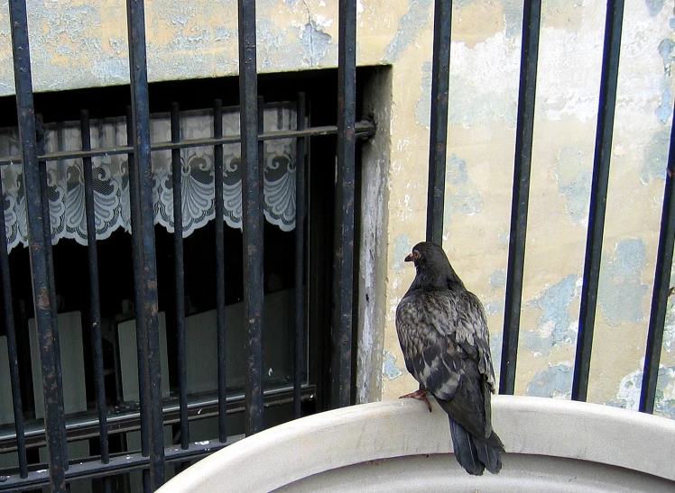 there is a small black bird on the top of the wall