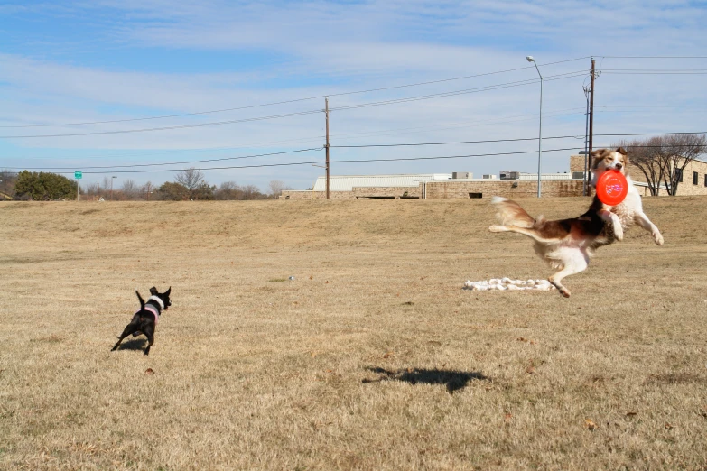 a dog leaping in the air while catching a frisbee