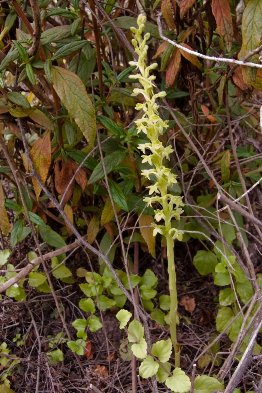 a green plant with large leaves and stems growing out of the ground