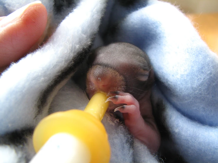 a baby in a blanket with a yellow bottle