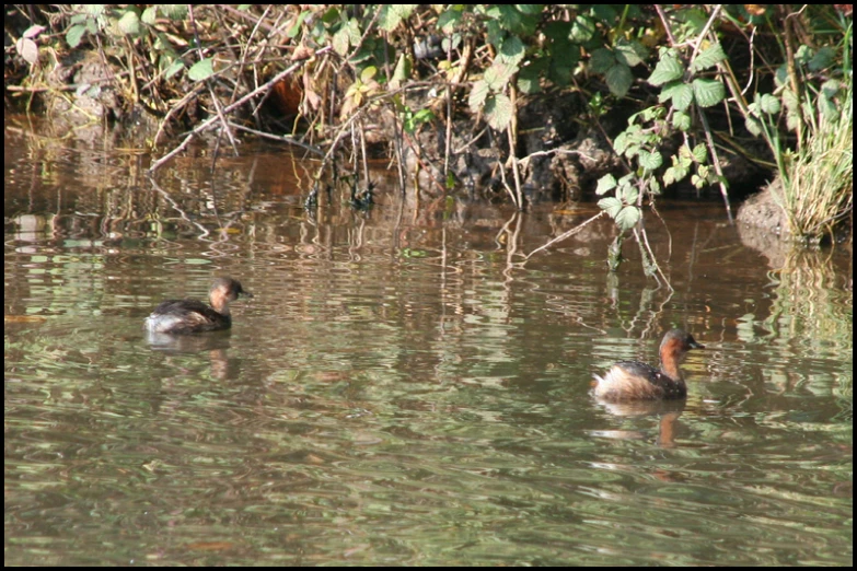 three ducks swimming in the lake together