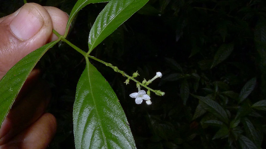 a person holding a leaf that has white flowers on it