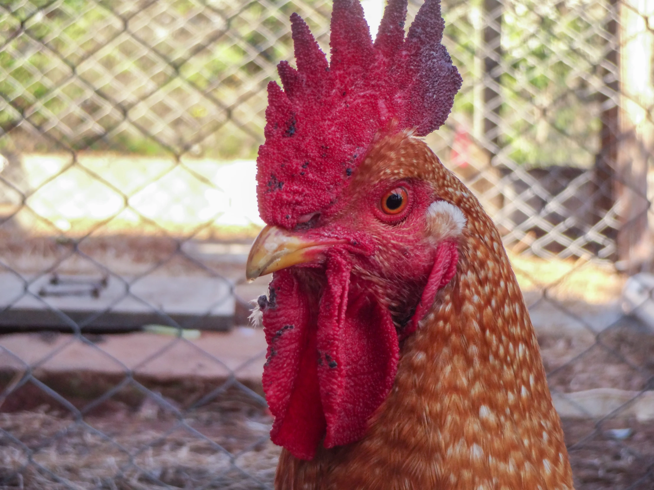 a close up of a rooster near a chain link fence