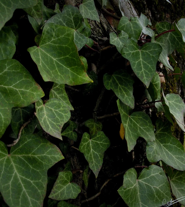 a black bird is sitting on the vine