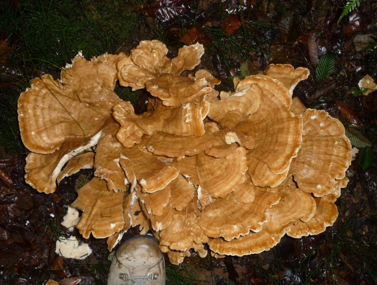 some kind of mushroom on the ground