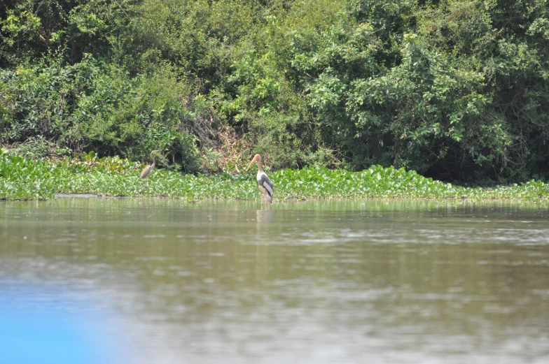 two birds standing in shallow water near bushes and trees