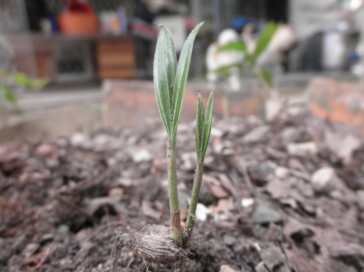 small green plants growing in dirt on the ground